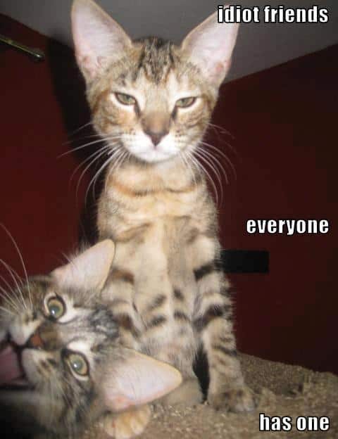 funny animal pictures humor