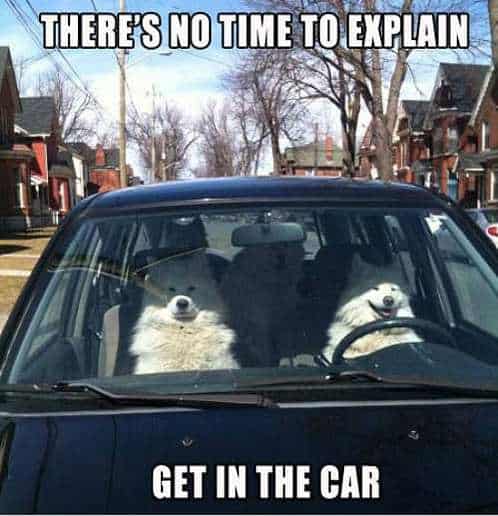 funny dog pictures